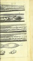 An illustration from New experiments upon vipers : (1673)