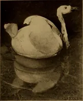 Picture 54 of 125 from New games and amusements for young and old alike (1905), leaf 184