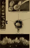 Picture 60 of 125 from New games and amusements for young and old alike (1905), leaf 192