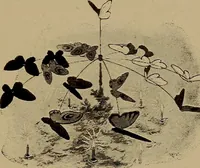 Picture 115 of 125 from New games and amusements for young and old alike (1905), leaf 358