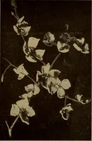 An illustration from New games and amusements for young and old alike (1905)