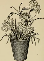 An illustration from New ideas for work and play; what a girl can make and do (1902)