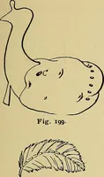 An illustration from New ideas for work and play; what a girl can make and do (1902)