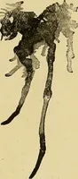 An illustration from New ideas for work and play; what a girl can make and do (1902)