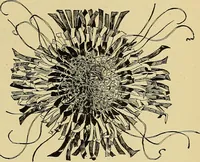 An illustration from New ideas for work and play; what a girl can make and do (1902)