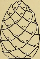 An illustration from New ideas for work and play; what a girl can make and do (1902)