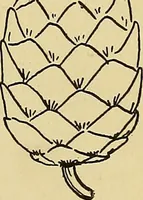 An illustration from New ideas for work and play; what a girl can make and do (1902)