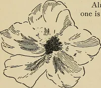 An illustration from New ideas for work and play; what a girl can make and do (1902)