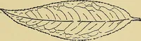 An illustration from New ideas for work and play; what a girl can make and do (1902)