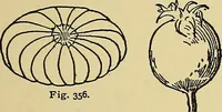 An illustration from New ideas for work and play; what a girl can make and do (1902)
