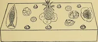 An illustration from New ideas for work and play; what a girl can make and do (1902)