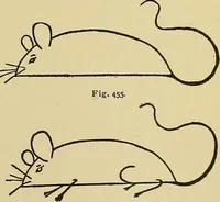An illustration from New ideas for work and play; what a girl can make and do (1902)