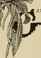 An illustration from New ideas for work and play; what a girl can make and do (1902)