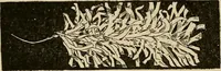An illustration from New ideas for work and play; what a girl can make and do (1902)