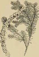 An illustration from New ideas for work and play; what a girl can make and do (1902)
