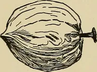An illustration from New ideas for work and play; what a girl can make and do (1902)