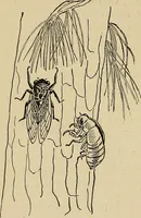 An illustration from New ideas for work and play; what a girl can make and do (1902)