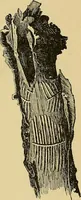 An illustration from New ideas for work and play; what a girl can make and do (1902)