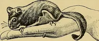 An illustration from New ideas for work and play; what a girl can make and do (1902)