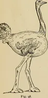 An illustration from New ideas for work and play; what a girl can make and do (1902)