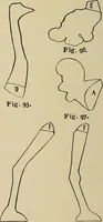 An illustration from New ideas for work and play; what a girl can make and do (1902)