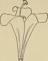 An illustration from New ideas for work and play; what a girl can make and do (1902)