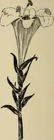 An illustration from New ideas for work and play; what a girl can make and do (1902)