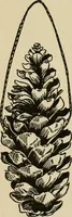 An illustration from New ideas for work and play; what a girl can make and do (1902)