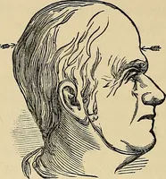 An illustration from A new illustrated hand-book of phrenology, physiology and physiognomy (1878)