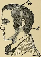 An illustration from A new illustrated hand-book of phrenology, physiology and physiognomy (1878)