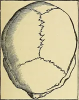 An illustration from A new illustrated hand-book of phrenology, physiology and physiognomy (1878)
