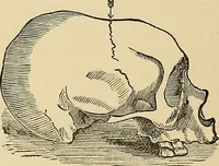 An illustration from A new illustrated hand-book of phrenology, physiology and physiognomy (1878)