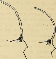 An illustration from A new illustrated hand-book of phrenology, physiology and physiognomy (1878)