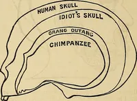 An illustration from A new illustrated hand-book of phrenology, physiology and physiognomy (1878)