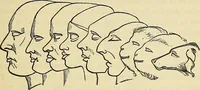 An illustration from A new illustrated hand-book of phrenology, physiology and physiognomy (1878)