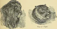 An illustration from A new illustrated hand-book of phrenology, physiology and physiognomy (1878)