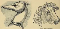 An illustration from A new illustrated hand-book of phrenology, physiology and physiognomy (1878)