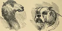 An illustration from A new illustrated hand-book of phrenology, physiology and physiognomy (1878)