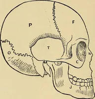 An illustration from A new illustrated hand-book of phrenology, physiology and physiognomy (1878)