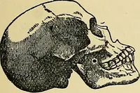 An illustration from A new illustrated hand-book of phrenology, physiology and physiognomy (1878)