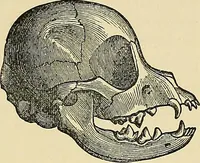 An illustration from A new illustrated hand-book of phrenology, physiology and physiognomy (1878)