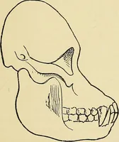 An illustration from A new illustrated hand-book of phrenology, physiology and physiognomy (1878)