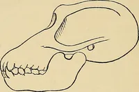An illustration from A new illustrated hand-book of phrenology, physiology and physiognomy (1878)