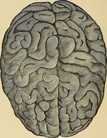 An illustration from A new illustrated hand-book of phrenology, physiology and physiognomy (1878)