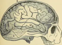 An illustration from A new illustrated hand-book of phrenology, physiology and physiognomy (1878)