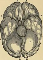An illustration from A new illustrated hand-book of phrenology, physiology and physiognomy (1878)
