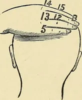 An illustration from A new illustrated hand-book of phrenology, physiology and physiognomy (1878)