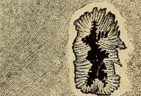 An illustration from A new manual of the elements of astronomy, descriptive and mathematical .. (1868)