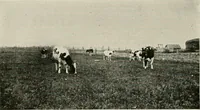 An illustration from The new and old immigrant on the land; a study of Americanization and the rural church (1922)