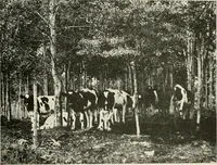 An illustration from The new and old immigrant on the land; a study of Americanization and the rural church (1922)